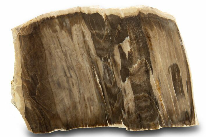 Polished, Petrified Wood (Metasequoia) End Cut - Oregon #302950